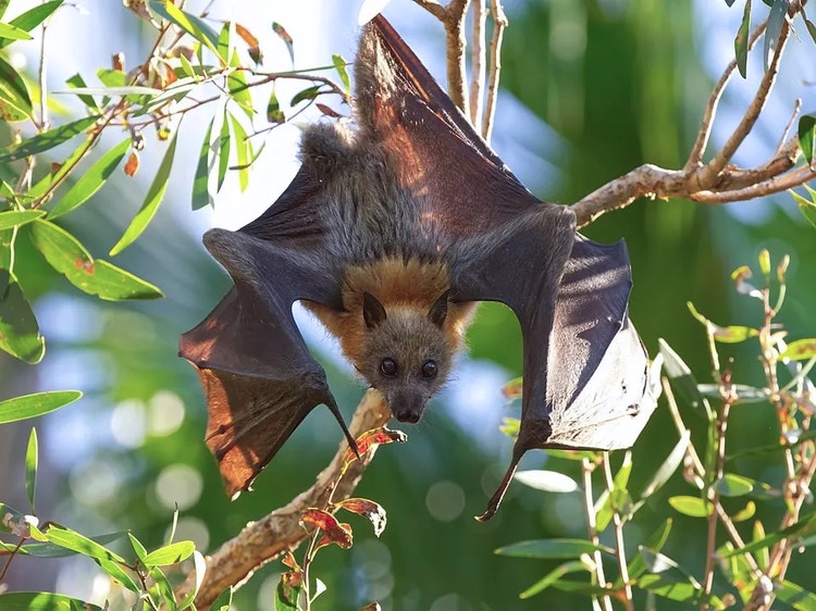 Grey-headed flying fox launching into flight from a tree branch with wings spread wide.