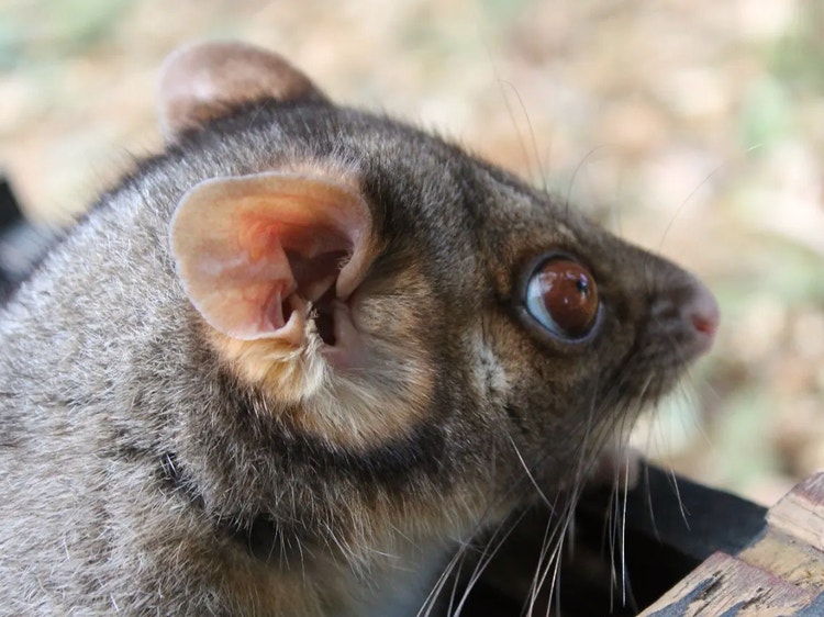 Close-up of a common ringtail possum’s face showing small round ears and white patches behind its eyes.
