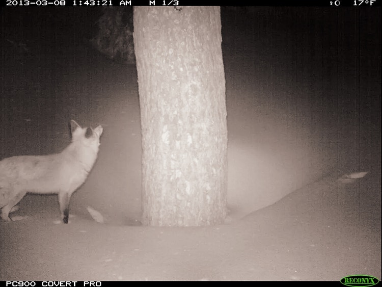 Night-vision camera image of a red fox near a tree, used for monitoring fox activity.