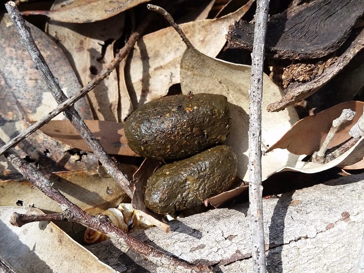 Two swamp wallaby faecal pellets oval shaped containing grass fragments, each about the size of a one dollar coin