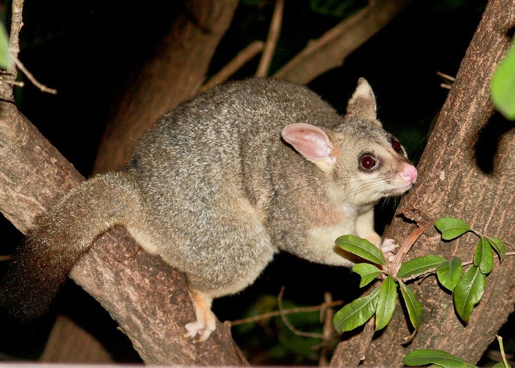 A brushtail possum gripping tree limbs with hands and feet