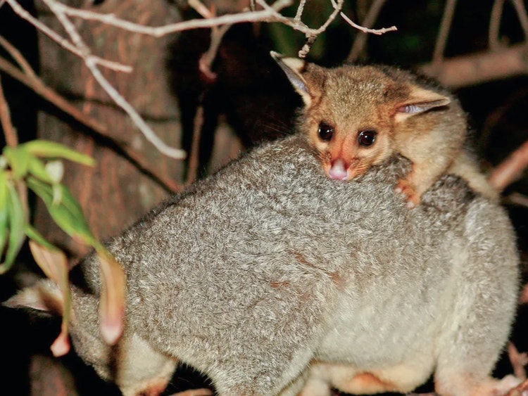 Baby brushtail possum riding on its mother’s back as she moves through the trees.