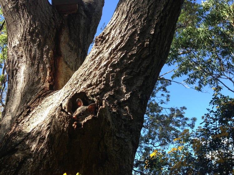 common brushtail possum looking out of tree hollow