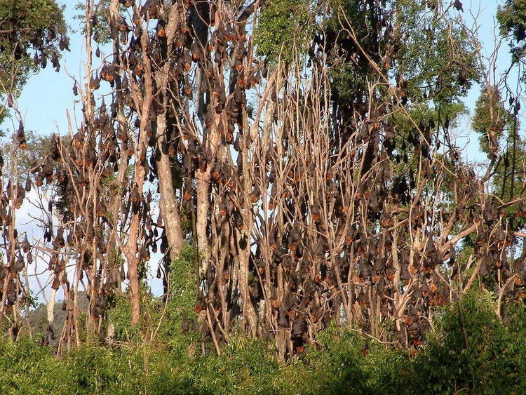 Large colony of grey-headed flying foxes hanging upside down together in tree branches at a daytime roost.