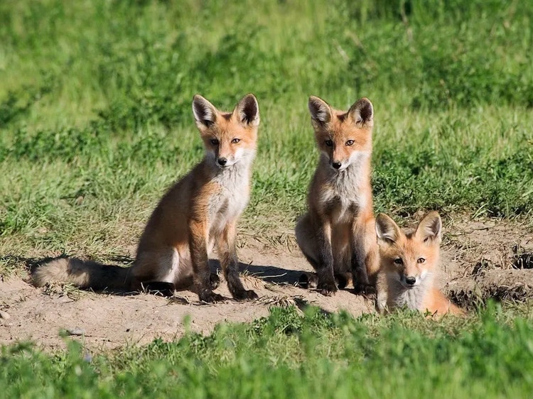 Three young red fox cubs sitting on grass near the entrance to their den.