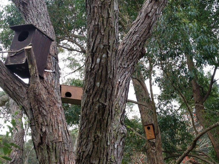 Ringtail possum nest box