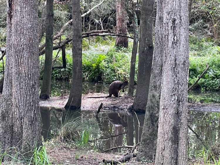 A dark coloured swamp wallaby beside a creek