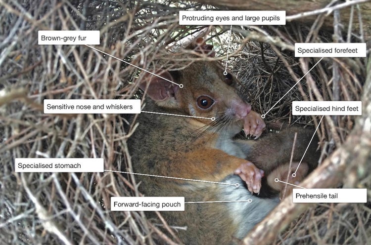 Features and adaptations of the common ringtail possum