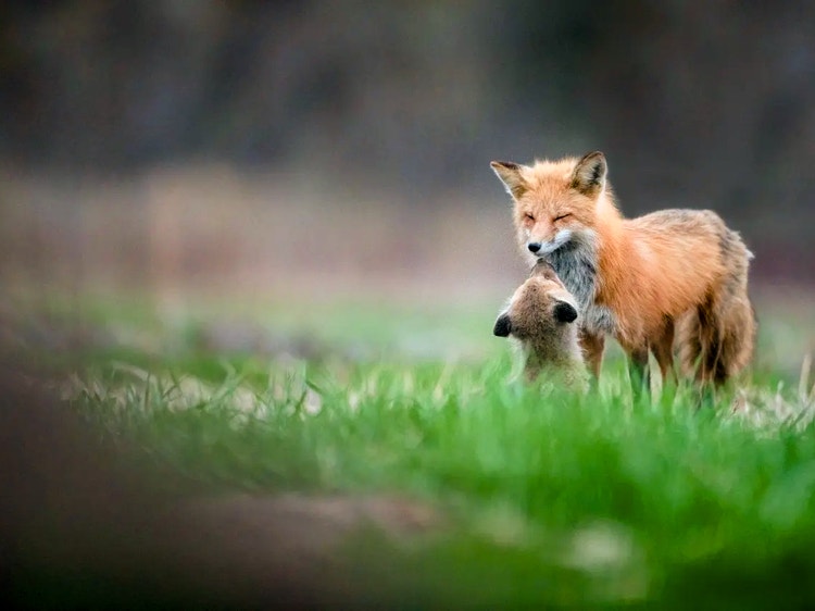 Adult red fox standing beside its cub in grass, showing parental care.