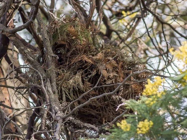Ringtail possum drey made of sticks and leaves hidden in dense vegetation in a tree at Field of Mars Reserve.