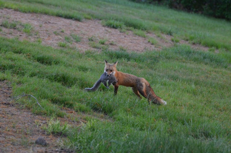 A fox walking with a small mammal in its mouth