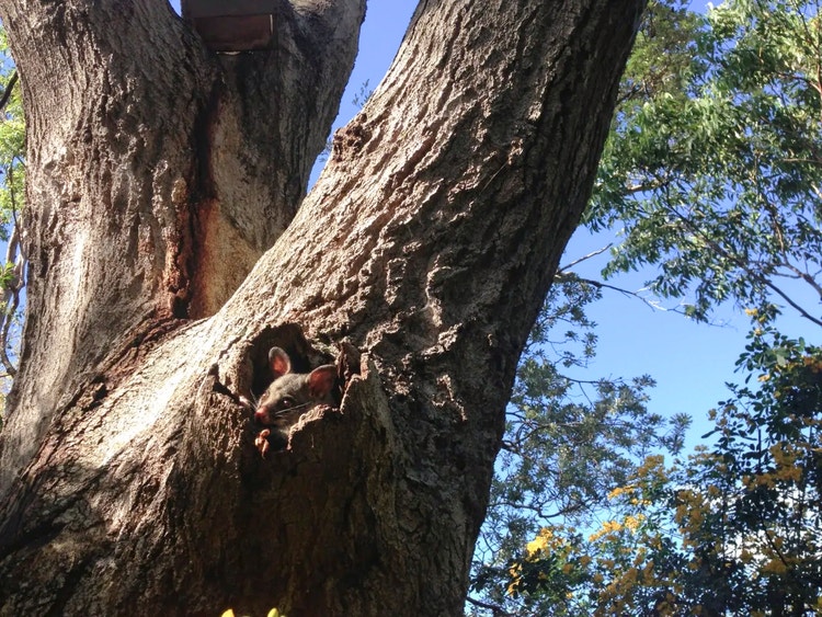 Common brushtail possum peeking out of a tree hollow that it is using as a den.