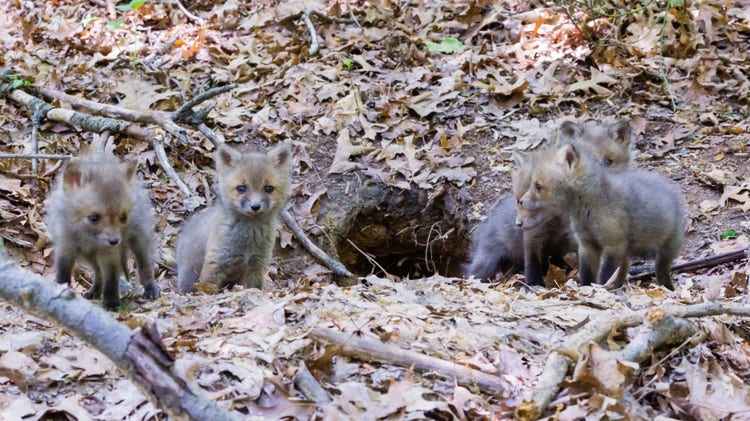 Four fox cubs sitting outside a den in the ground