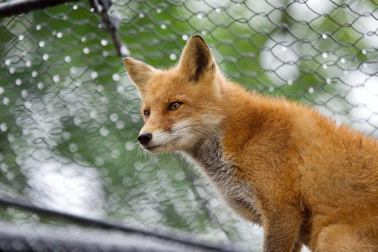 Fox standing in front of a fence