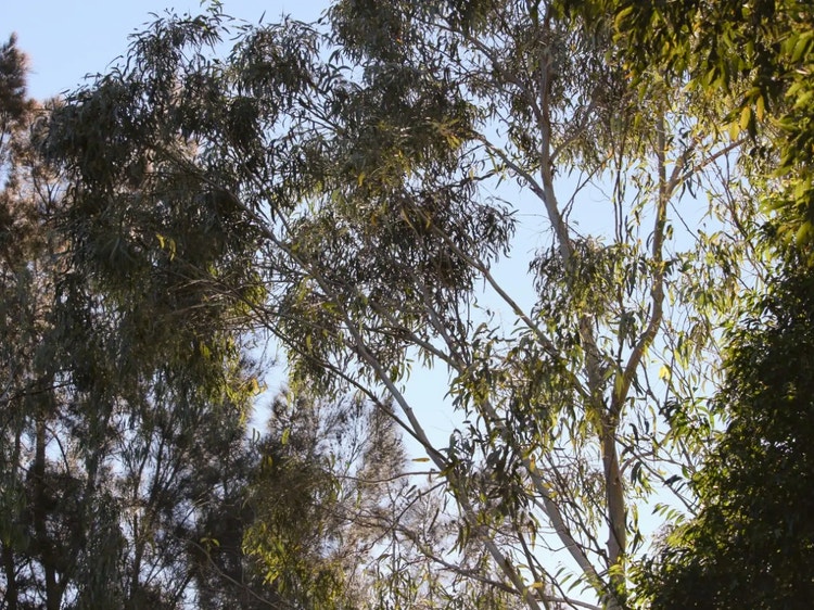 Dense green leaves high in the tree canopy showing the forest habitat used by grey-headed flying foxes.