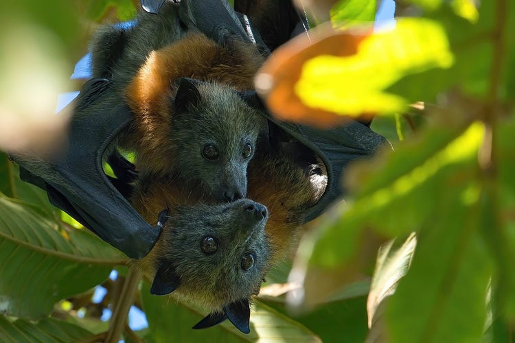 A grey-headed flying fox mother and pup in a tree.