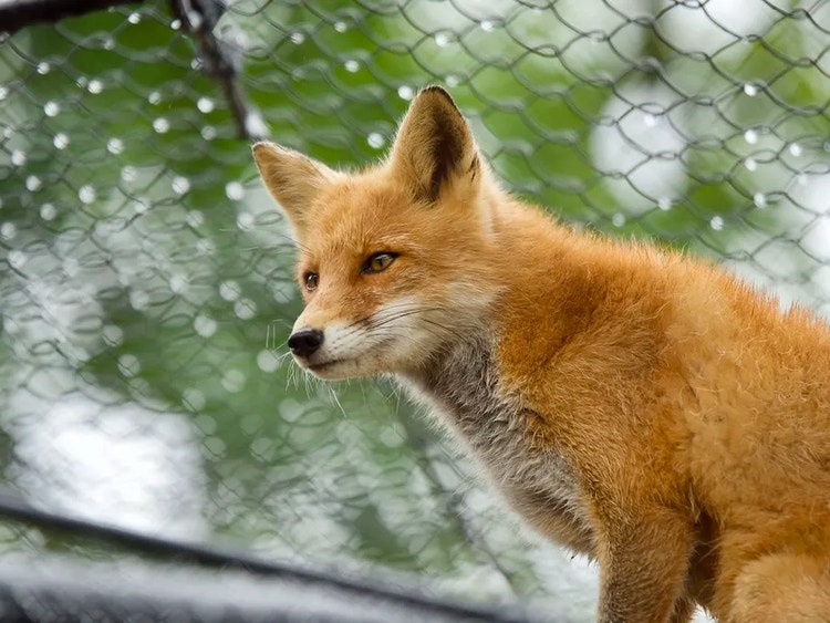 Red fox standing in front of a wire fence, illustrating fencing as part of fox control.