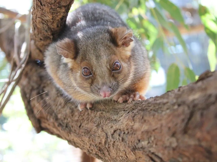 Common ringtail possum on a tree branch showing its sharp claws and hairless pads used for climbing.