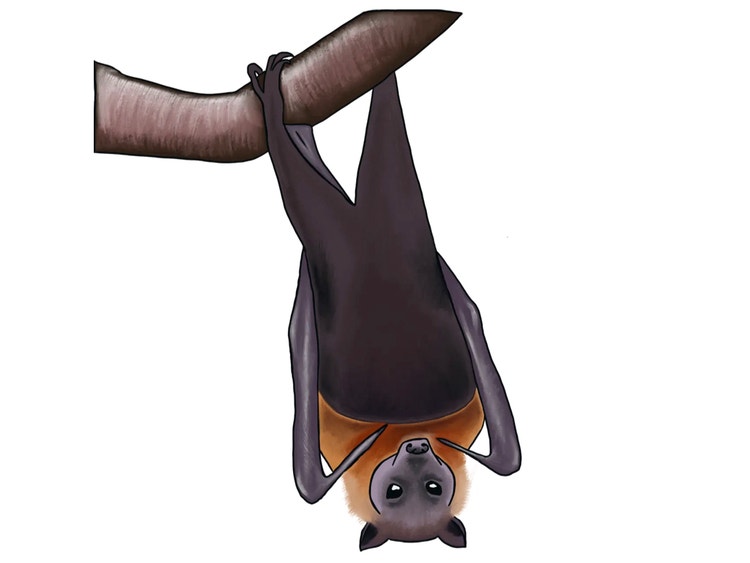 Illustration of a grey-headed flying fox showing its grey head, orange neck collar and dark wings.