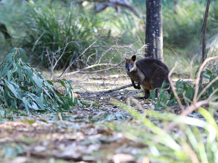 A small swamp wallaby on the ground surrounded by vegetation
