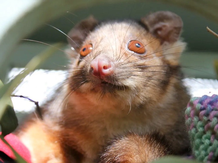 Adult common ringtail possum sitting in a knitted pouch.