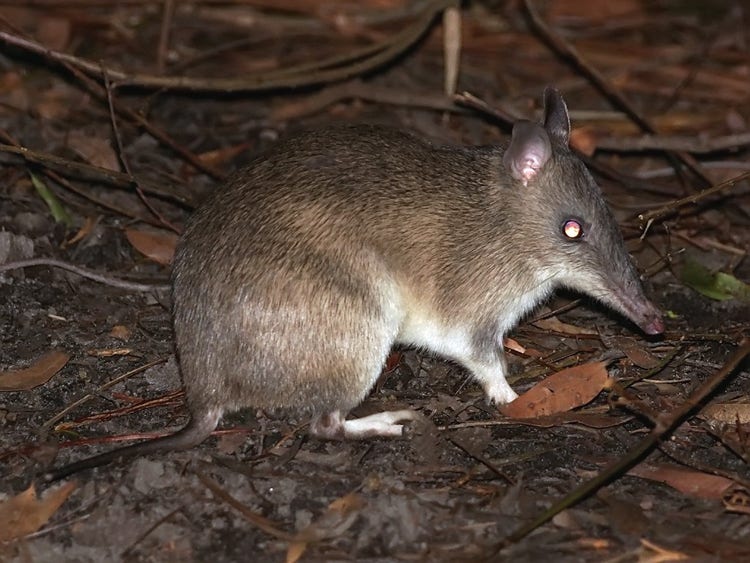 A long-nosed bandicoot foraging on the ground at night