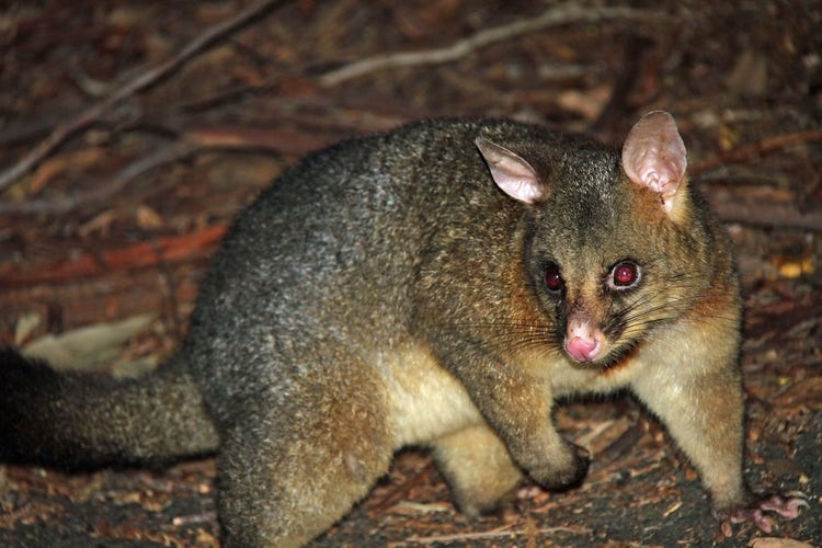 Common brushtail possum on the ground