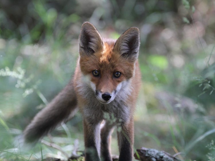 A European red fox walking on the ground