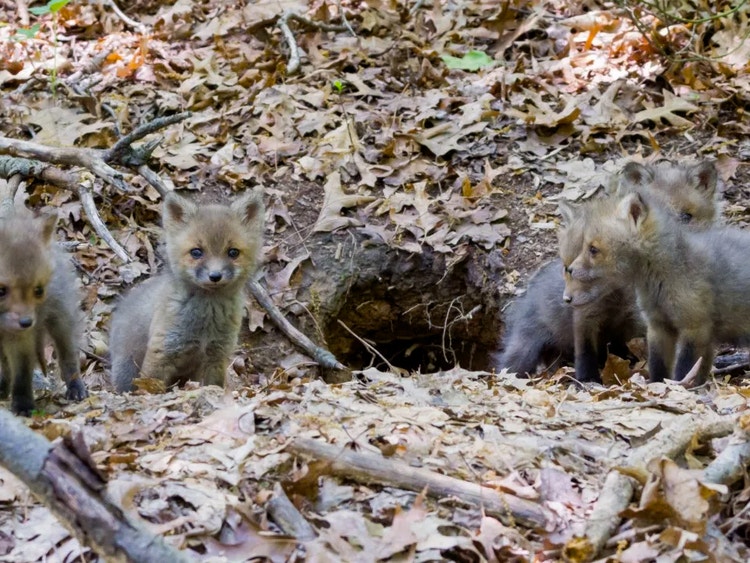 Four red fox cubs sitting outside their underground den, staying close to the entrance.