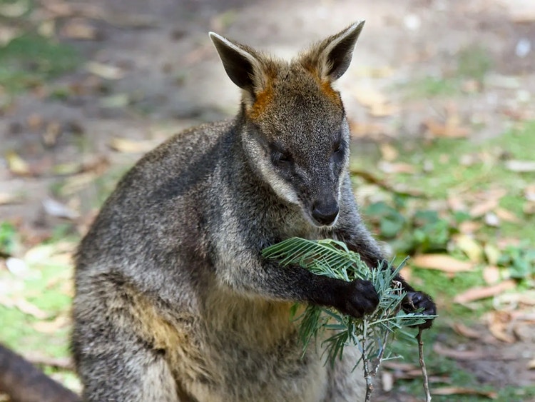 Swamp wallaby holding and eating wattle leaves in its front paws, showing its herbivorous diet.