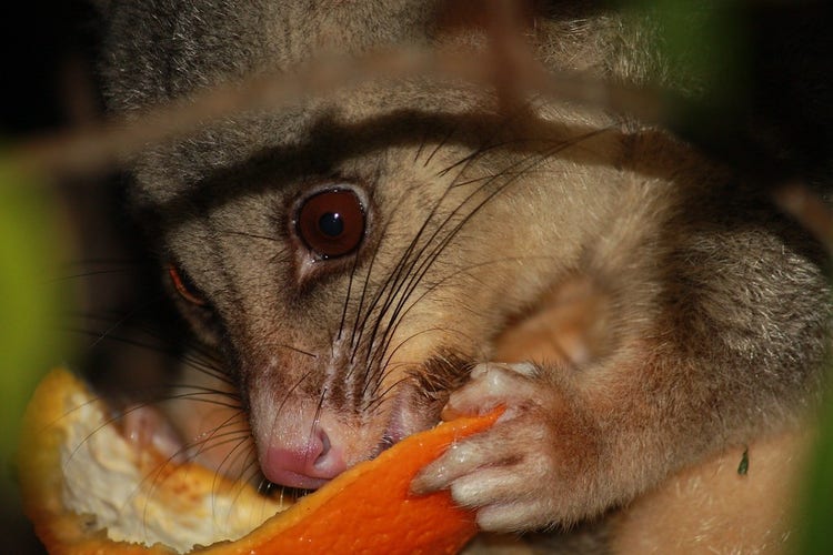 A common brushtail possum eating an orange rind
