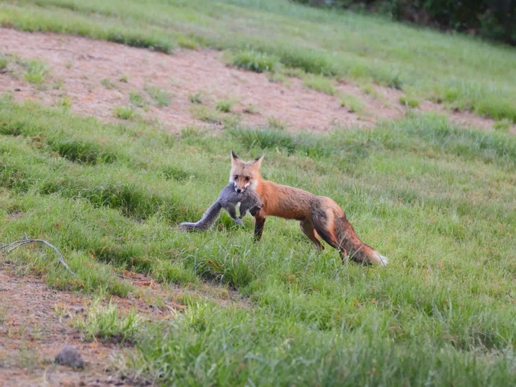 Red fox walking across grass carrying a small mammal in its mouth, showing its hunting behaviour.