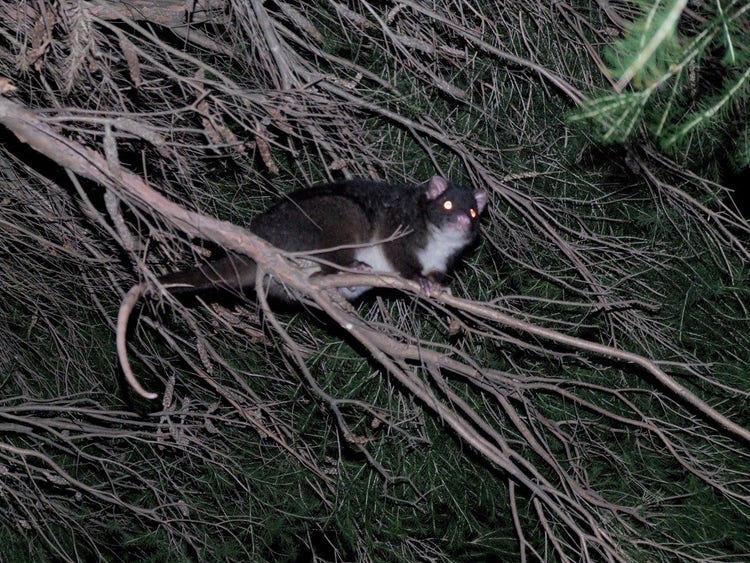 A ringtail possum foraging at night