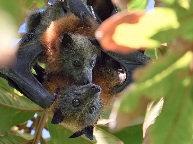 Grey-headed flying fox mother hanging from a tree branch with her pup clinging to her body.