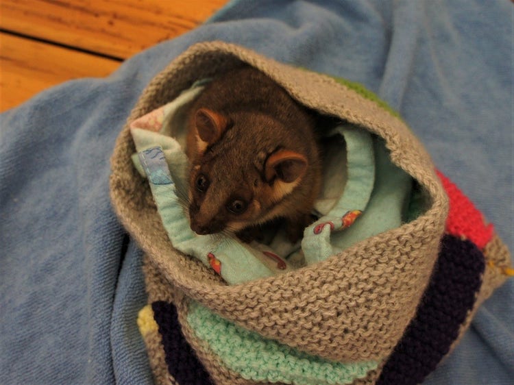 An orphaned baby ringtail possum is kept in a small, soft, warm bag to replicate their mother's pouch