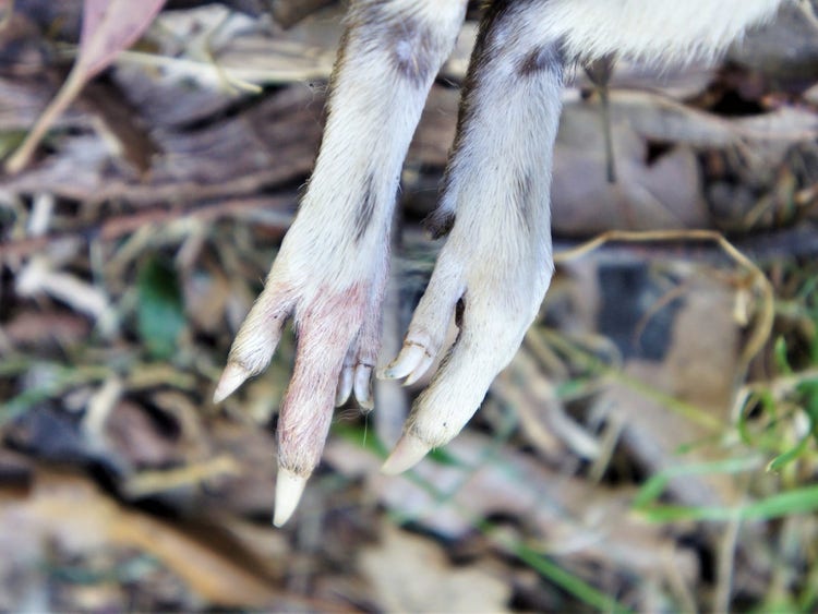 Close up of bandicoot feet showing sharp claws