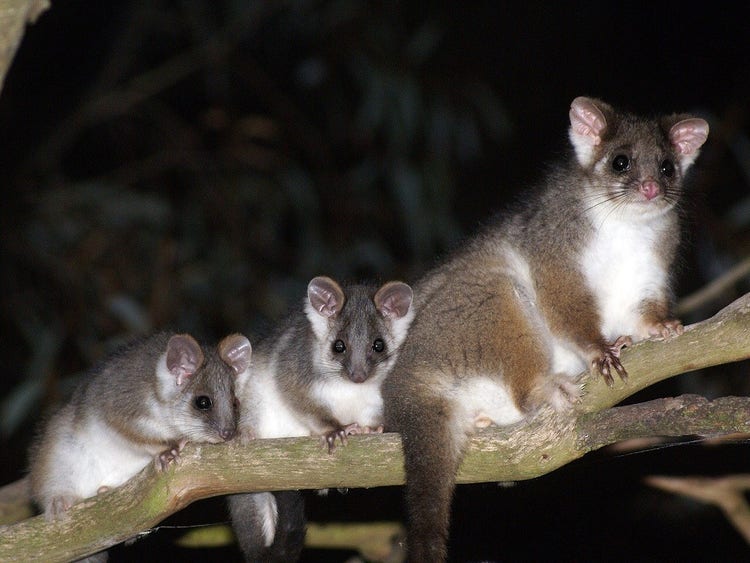 A common ringtail possum mother with her young