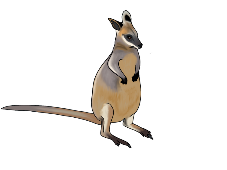 A swamp wallaby standing upright on its long back feet.