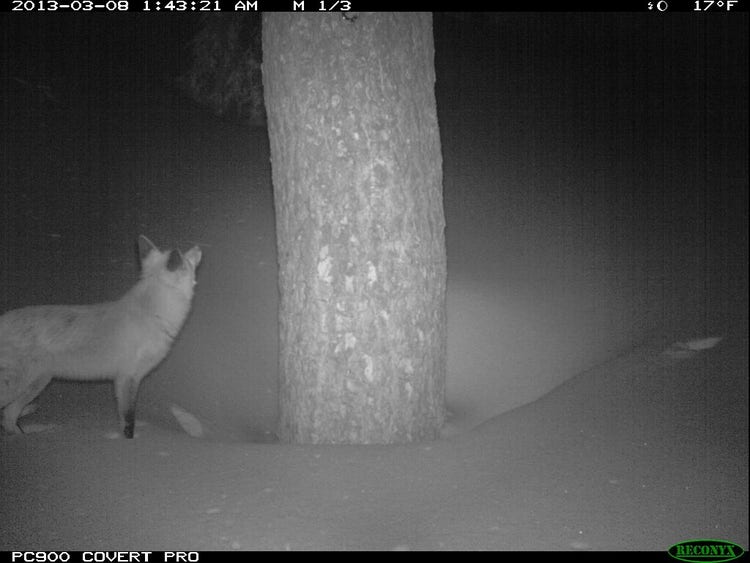Night vision image of a fox near a tree