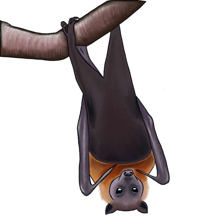 Illustration of a grey-headed flying fox