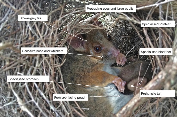 Diagram of a common ringtail possum labelled with its features and adaptations such as prehensile tail, claws and large eyes.