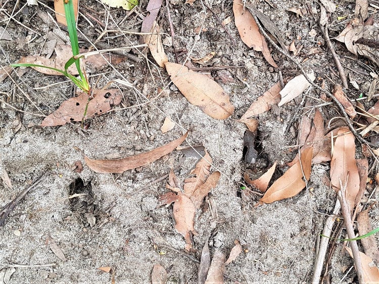 small narrow holes in the soil made by a bandicoot