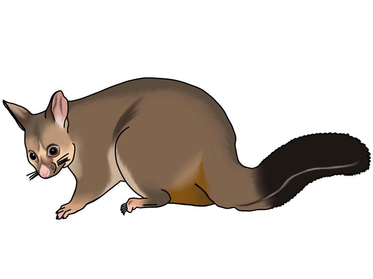 An illustration of a common brushtail possum