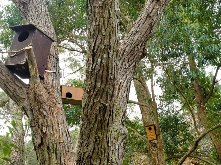 Wooden nest boxes attached to trees, providing safe shelters for common brushtail possums.