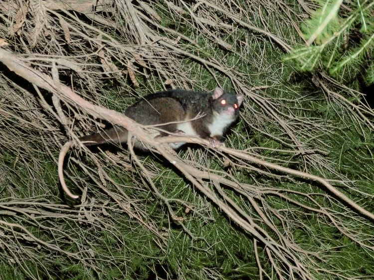 Common ringtail possum climbing and foraging for leaves at night in a tree.