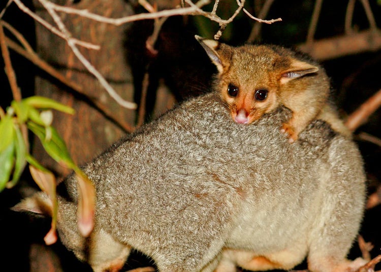 Baby brushtail possum on mother's back