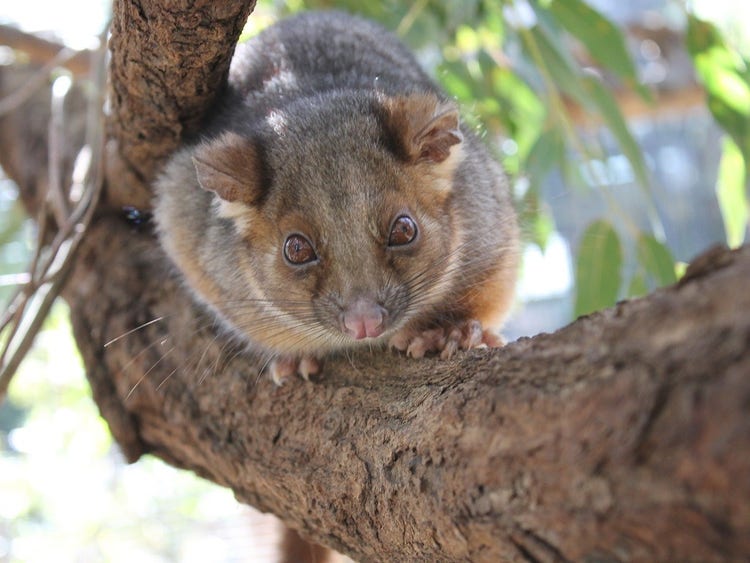 Common ringtail possum