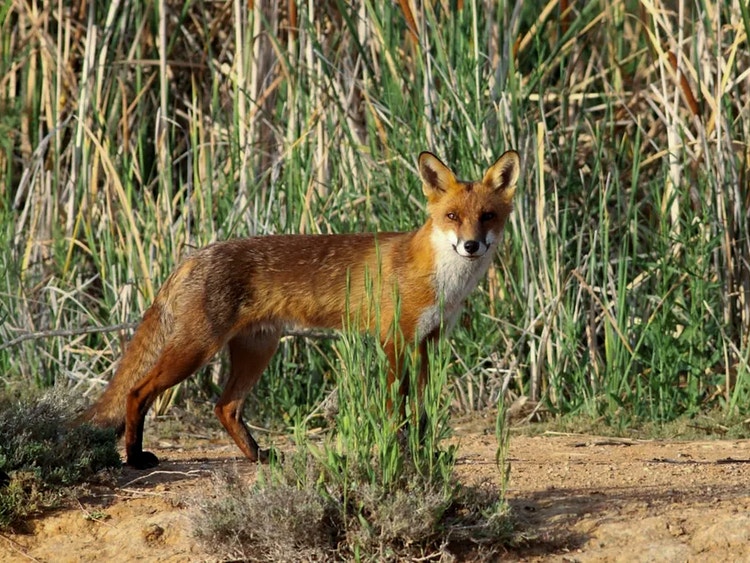 Red fox standing alert in tall grass, showing its red, orange and brown fur with a white chest.