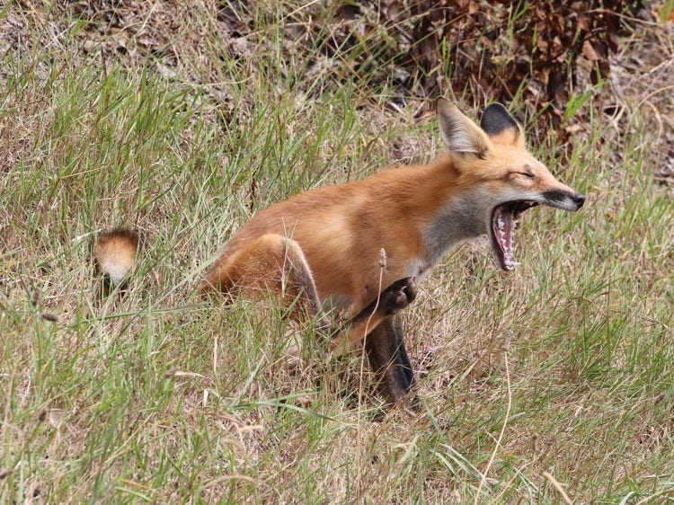 Fox sitting down with its mouth wide open