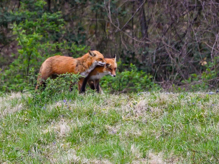 Two red foxes walking through grassland during courtship or social behaviour.